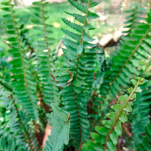 Polystichum Christmas Fern Image