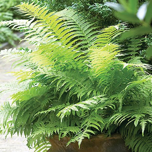 Athyrium Lady Fern Image