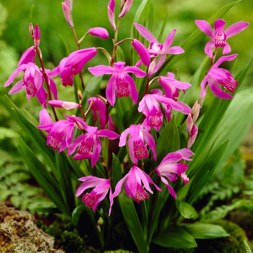 Bletilla Hardy Garden Orchid Image
