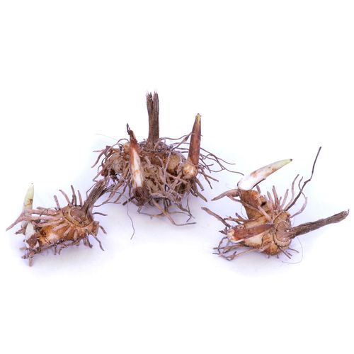 Bletilla Hardy Garden Orchid Image