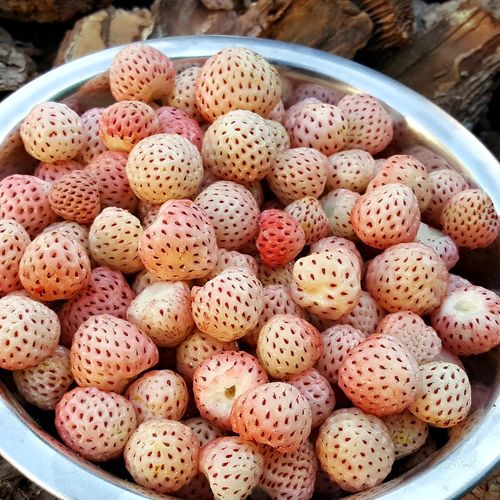 Fragaria 'White Carolina' Strawberry Image