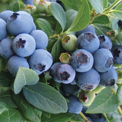 Vaccinium Blueberry Patch Blend Easy Fruit Kit Image