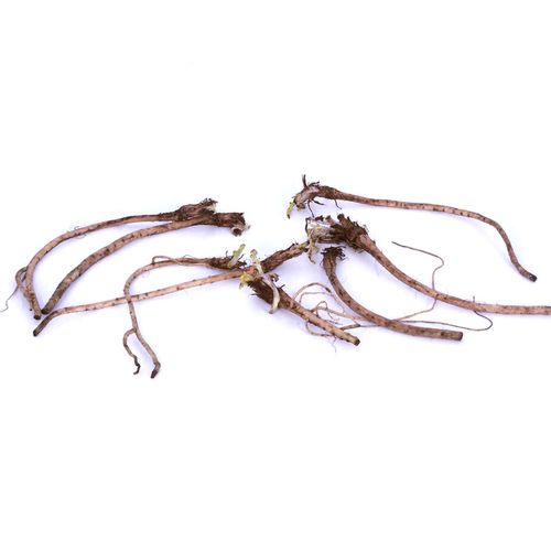 Papaver Collection Poppy Image