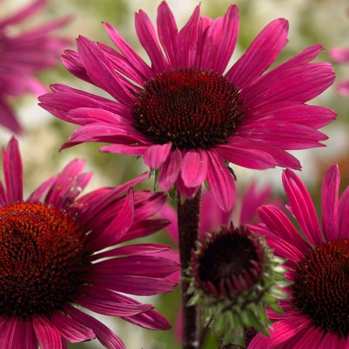 Echinacea 'Fatal Attraction' Coneflower Image