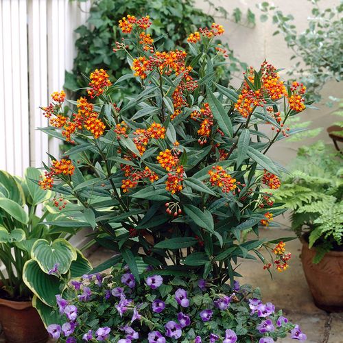 Asclepias Gay Butterfly Milkweed Image