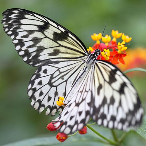 Asclepias Gay Butterfly Milkweed Image