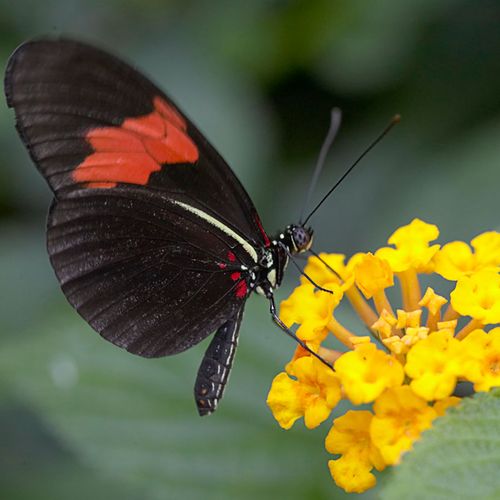 Asclepias 'Hello Yellow' Milkweed Image