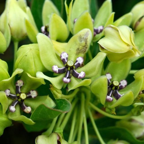 Asclepias Green Beauty Milkweed Image