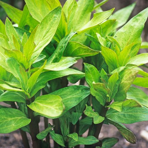 Asclepias Green Beauty Milkweed Image