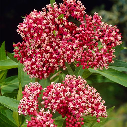 Asclepias Pink Milkweed Image