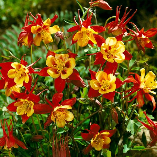 Aquilegia 'Crimson Star' Columbine Image