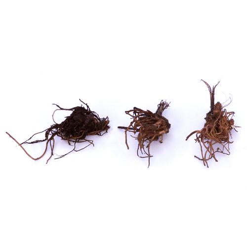 Delphinium Giant Cottage Style Mixed Larkspur Image