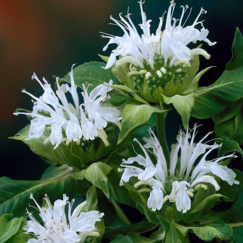 Monarda Ice Out Bee Balm Image