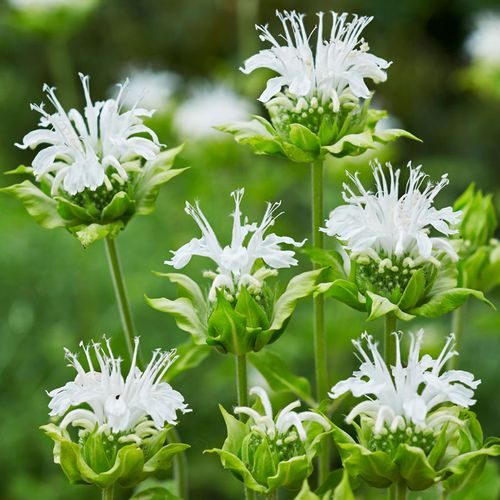 Monarda Ice Out Bee Balm Image