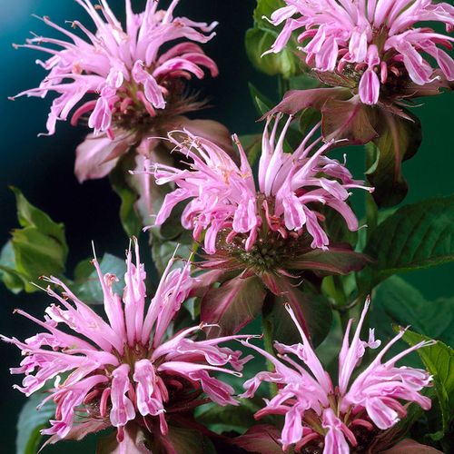 Monarda Mix Bee Balm Image