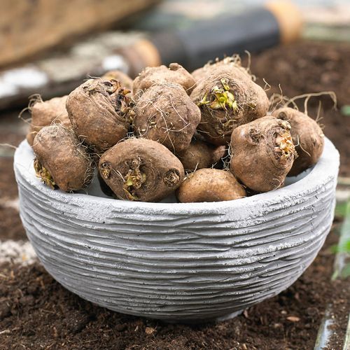 Liatris White Blazing Star Bulbs Image