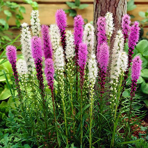 Liatris Mixed Blazing Star Bulbs Image