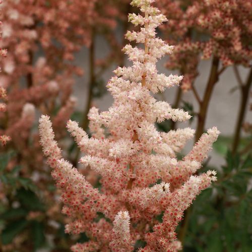 Astilbe 'Sara's Coral' False Spirea Image