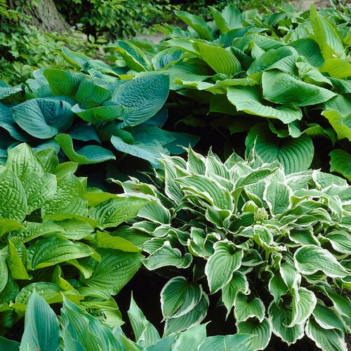 Hosta Premium Blend Plantain Lily Image