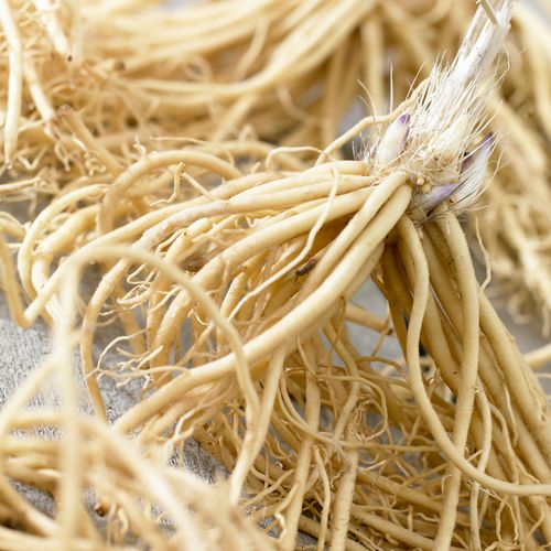 Hosta White Feather Plantain Lily Image