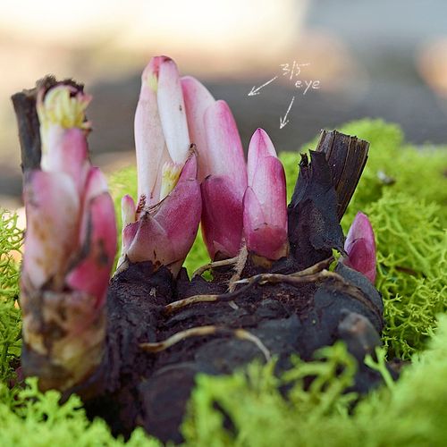 'Coral Charm' Peony Image