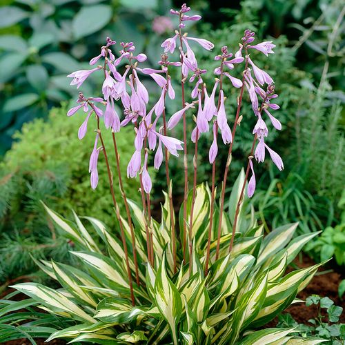 Hosta 'Cherry Berry' Plantain Lily Image