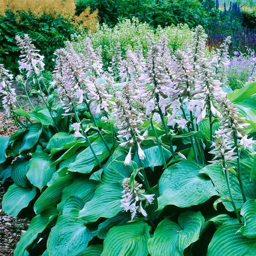 Hosta 'Blue Angel' Plantain Lily Image