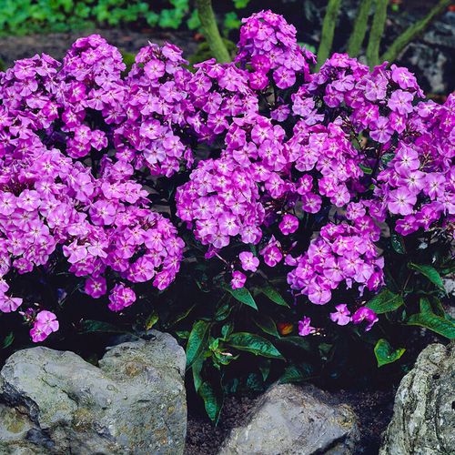 Phlox Patriotic Festival Blend Image