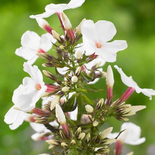 Phlox 'Popeye' Image