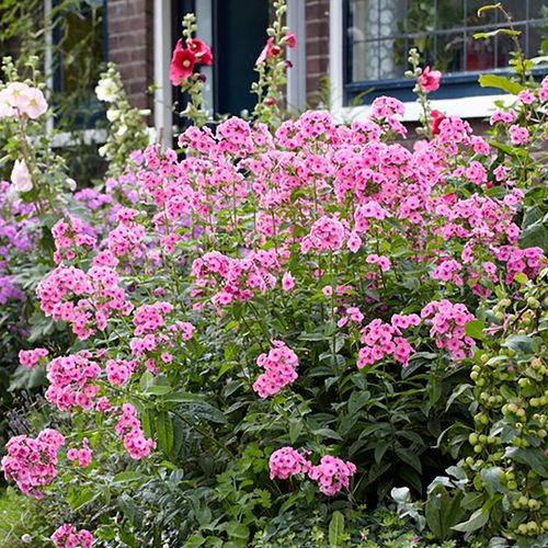 Phlox 'Starburst' Image