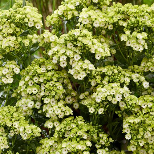 Phlox 'Orchid Green' Image