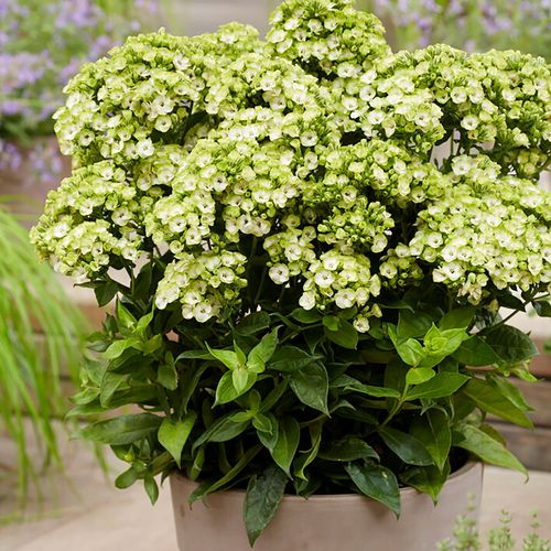 Phlox 'Orchid Green' Image