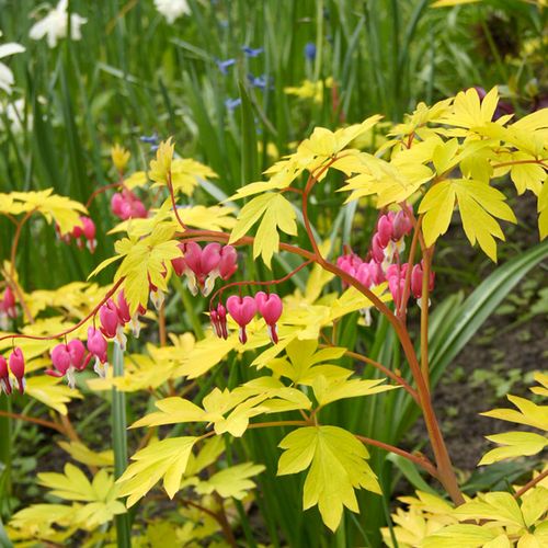 Dicentra 'Gold Heart' Bleeding Heart Image