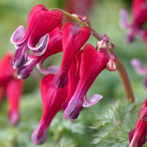 Dicentra 'Fire Island' Bleeding Heart Image
