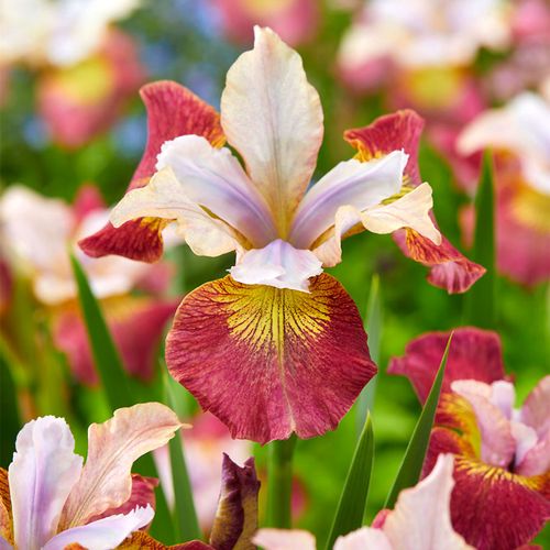 Iris 'Cherry Sugar Rush' Siberian Iris Image