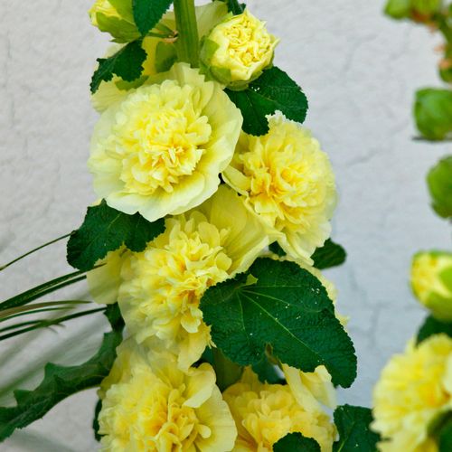 Alcea Yellow Hollyhock Image