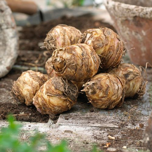 Eucomis bicolor Pineapple Lily Bulbs Image