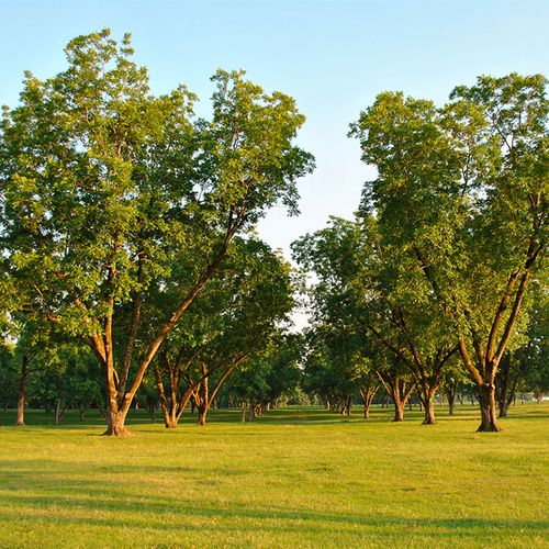 Carya Pecan Tree Collection Image
