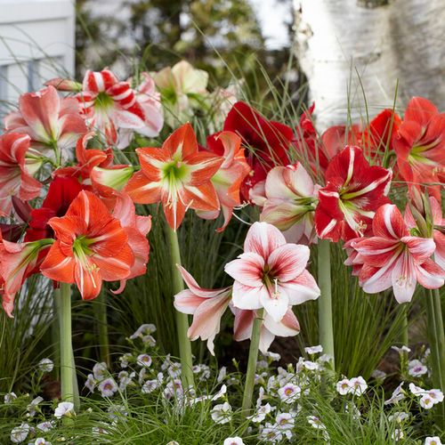 Hippeastrum Mixed Amaryllis Bulbs Image
