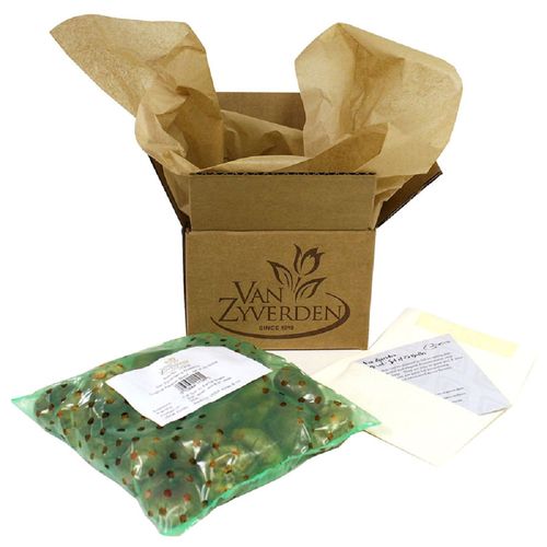 Hippeastrum Red Southern Landscape Amaryllis Bulbs Image