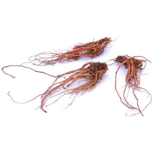 Geranium 'Rozanne' Image