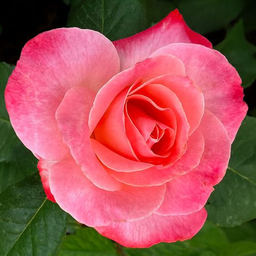 Color Magic Hybrid Tea Rose Image