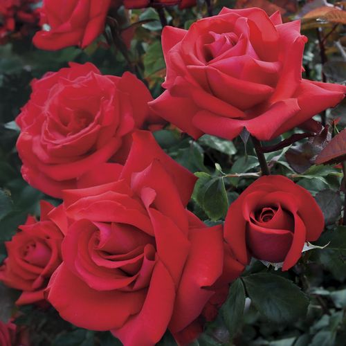 Eleganza&reg; Grande Amore&trade; Hybrid Tea Rose Image