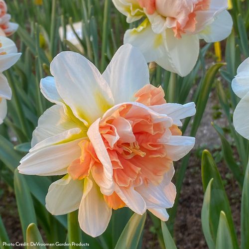 Narcissus My Story Daffodil Bulbs Image