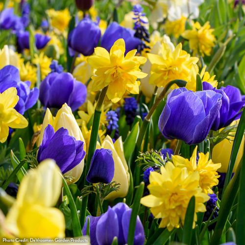 Tulipa, Narcissus, Anemone, Muscari Blue By You Bulb Blend Image