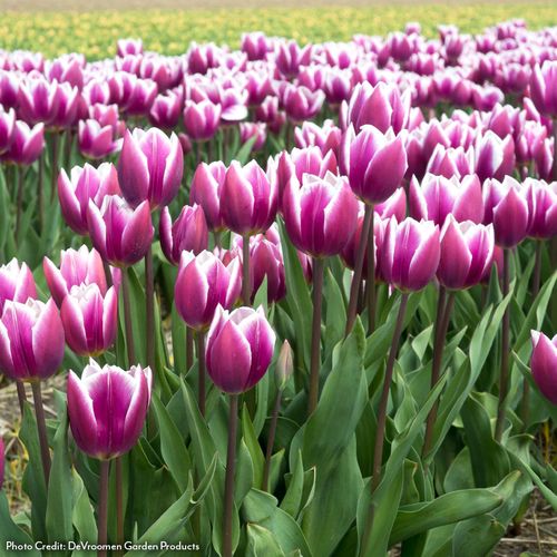 Tulipa Synaeda Blue Tulip Bulbs Image