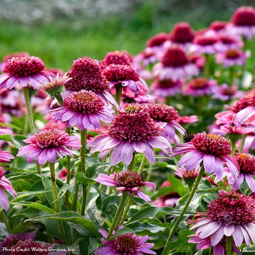Echinacea Double Coded&trade; 'Everything's Rosy' Coneflower Image