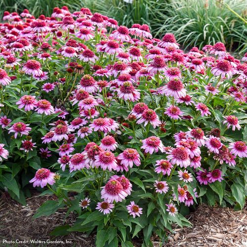 Echinacea Double Coded&trade; 'Everything's Rosy' Coneflower Image
