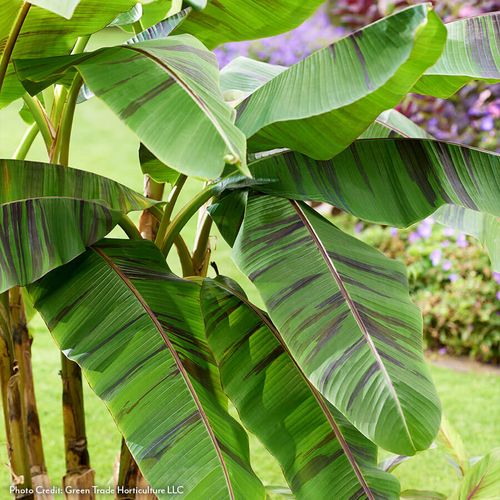 Musa 'Ever Red' Hardy Ornamental Banana Image
