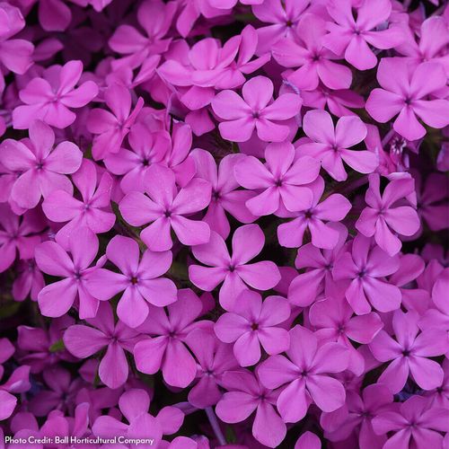 Phlox Candy Cloud&trade; Dark Pink Creeping Phlox Image